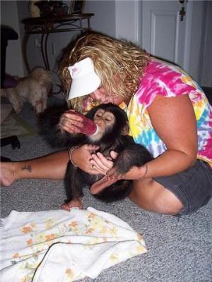 Bebé capuchinos, chimpancé bebé, bebé Lemur y Kinkajou está a la venta
