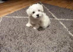 Regalo cachorritos de Bichon Maltes de Pura Raza +34 602514800
