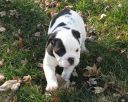 REGALO - BULLDOG INGLS CACHORRO EN ADOPCIN