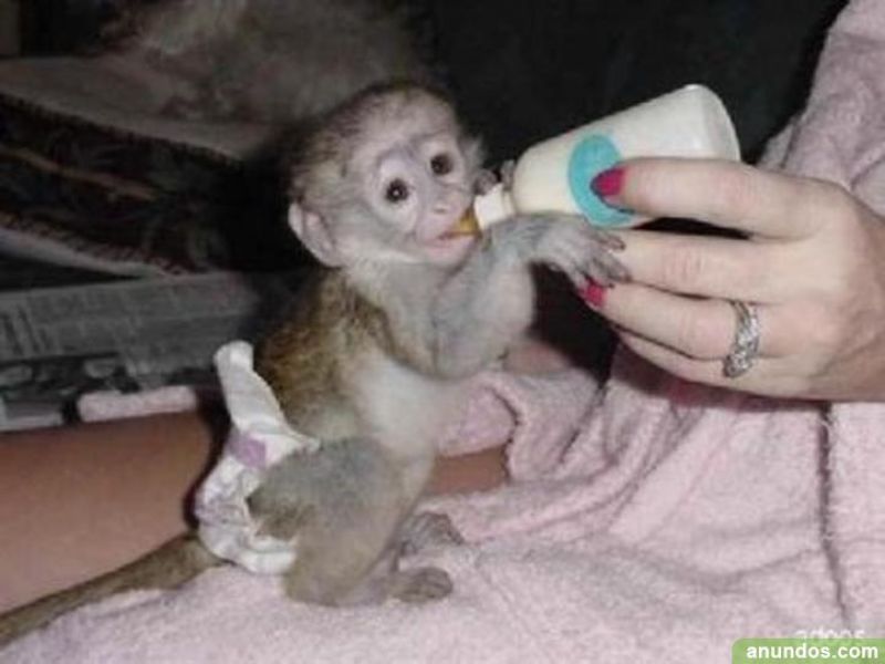 Regalo increble mono capuchino para adopcin