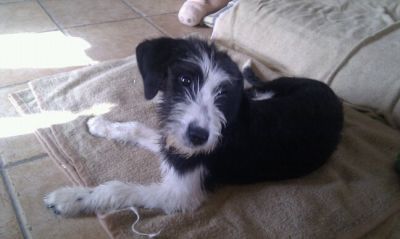COKY, PRECIOSA PERRITA EN ADOPCION