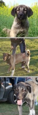 YADA, PERRITA EN ADOPCI�N