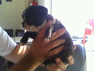 BOSTON TERRIER MACHO Y HEMBRA