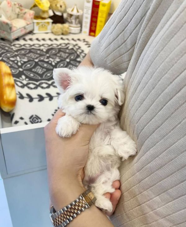 Regalo Mini Toy Cachorros Bichon Maltes