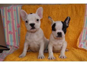 Bulldog frances 