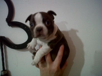 BOSTON TERRIER  HEMBRA