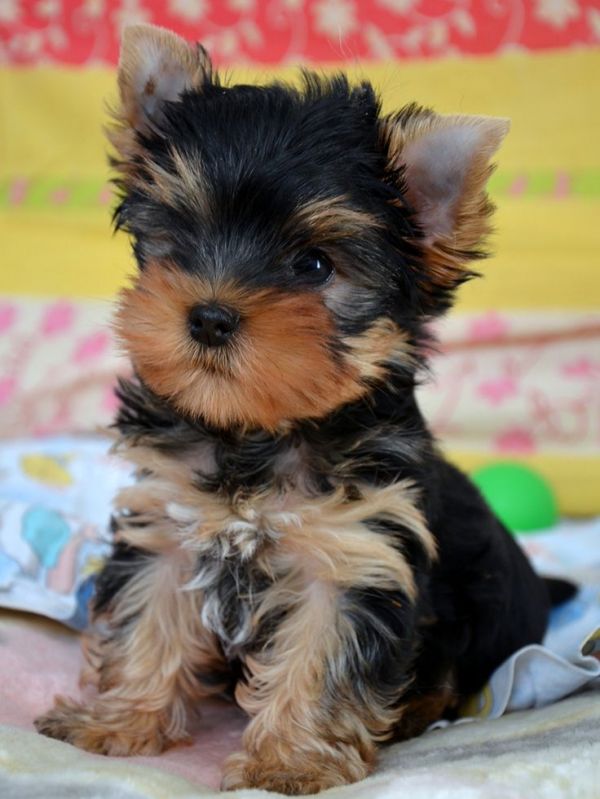 Regalo Cachorros Yorkshire mini