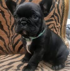 Regalo perritos de Bulldog Frances