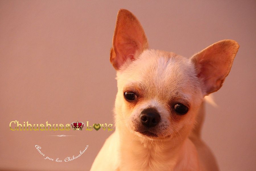 Hembra Chihuahua de 7 meses