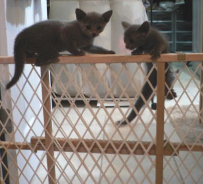 Azul Ruso gatitos