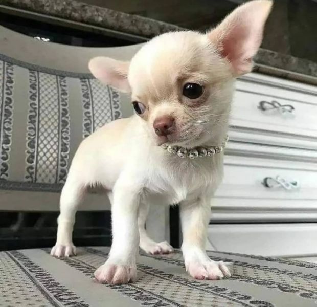 Encantador cachorro de Chihuahua blanco
