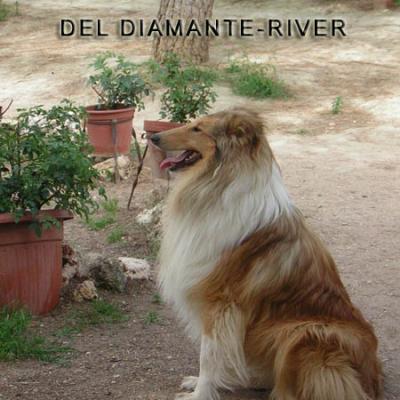 Rough Collie  350 euros
