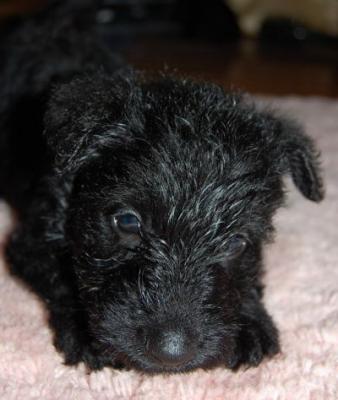 cachorros scottish Terrier