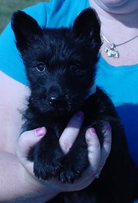 cachorros scottish Terrier