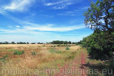 Finca r�stica para construir una casa se vende
