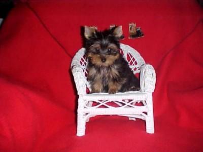 REGALO CACHORROS DE YORKSHIRE TRRIER