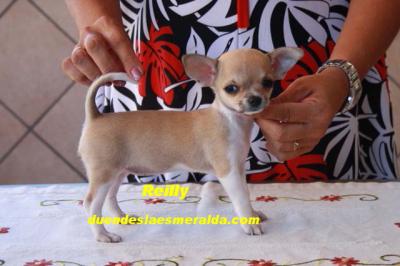 Chihuahuas Duendes la Esmeralda.