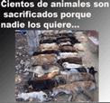 S.O.S. EN TODA ESPA�A: AYUDANOS A AYUDAR A LOS ANIMALES, DIFUNDE ESTE MENSAJE: NO COMPRES, ADOPTA!!