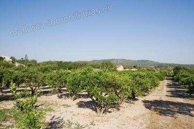 Finca r�stica con casa y naranjos en venta