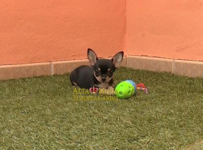 Juguetes para perros