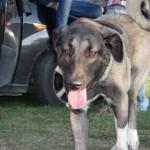 YADA EN ADOPCION