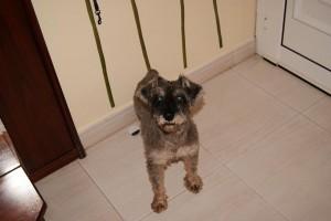Luxor, schnauzer en adopci�n