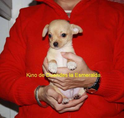 Chihuahuas Duendes la Esmeralda.