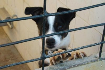 Cachorros en Perrera