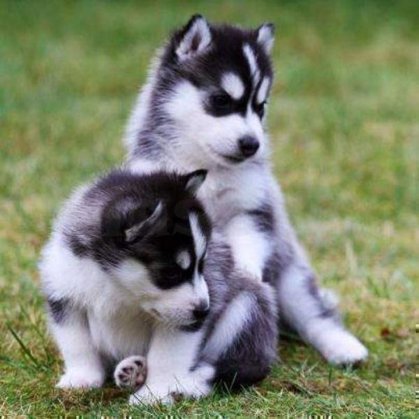 Cachorros de husky siberiano de pura raza con pedigr� completo