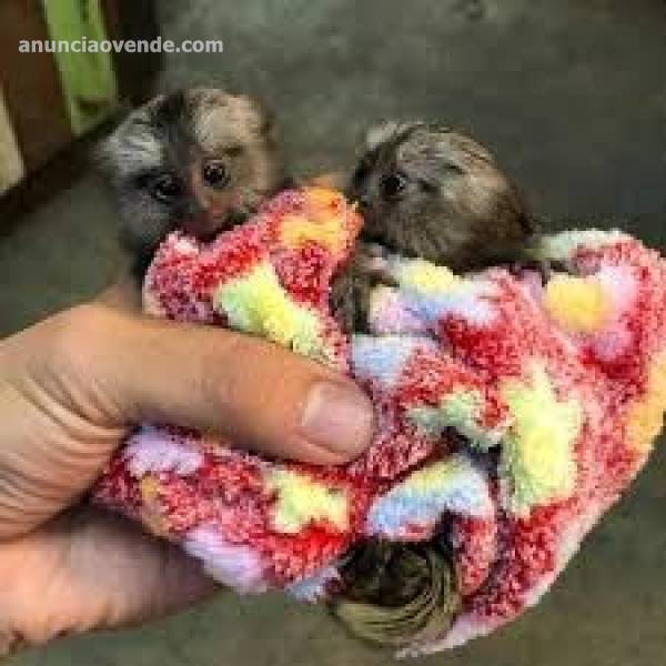 Monos tit� pigmeos gemelos para adopci�n, 604 37 69 71