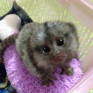 Mono Tit� inteligente para Adopci�n