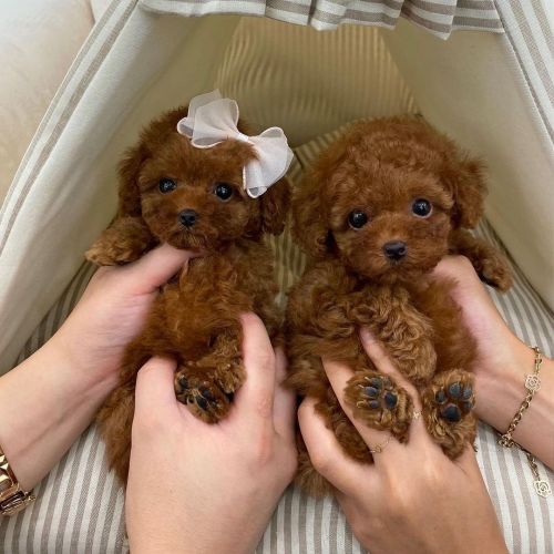 Cachorro de caniche toy
