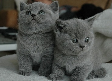 Regalo Gatitos Perlo corto en adopcion libre