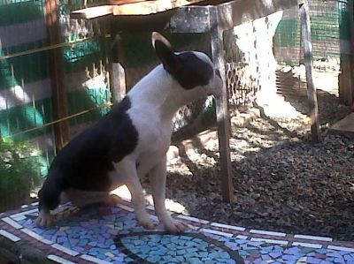 BOSTON TERRIER CON PEDRIGUE