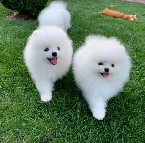 �Incre�bles cachorros de Pomerania!