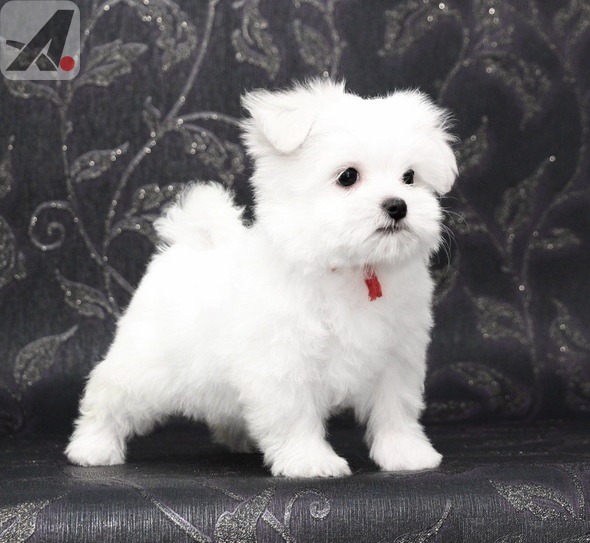 Adorables cachorros malteses en adopci�n