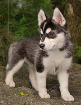 preciosos cachorros de siberiano husky, de color vaquita.......REGALO