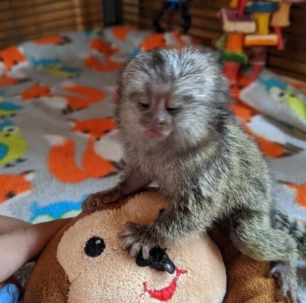 Monos tit� de beb� para su adopci�n