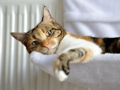 Preciosos gatos en adopci�n