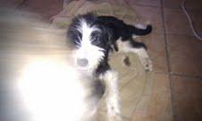 COCKY, PERRITA EN ADOPCI�N