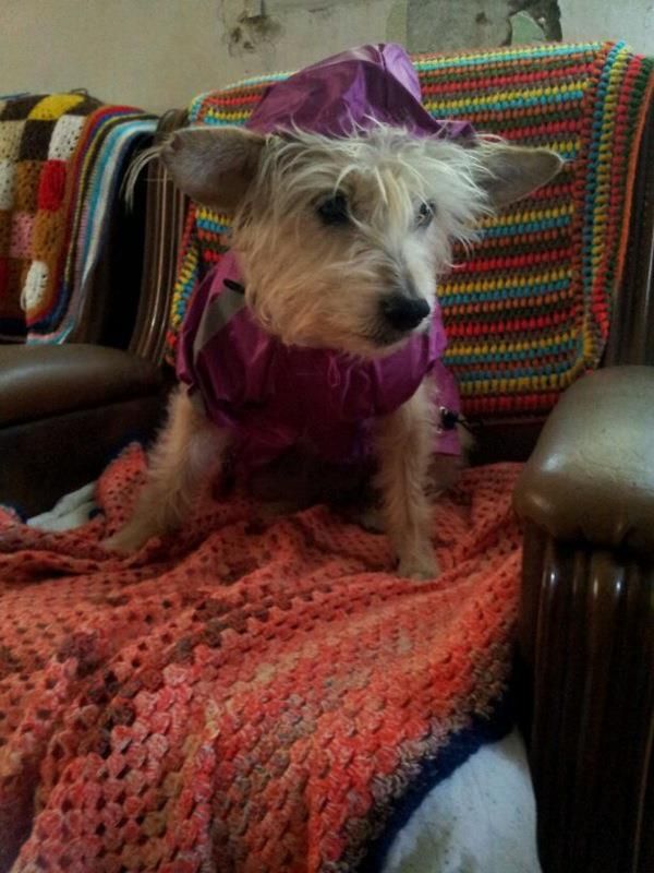 KIKA, perrita de 10 a�os, busca un hogar definitivo