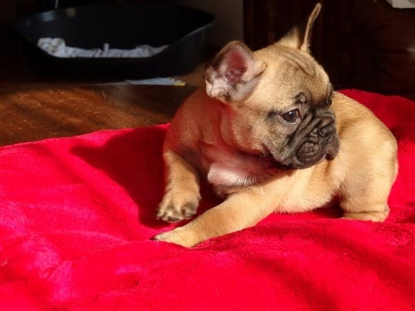 Bulldog Franc�s. Cachorros pura raza