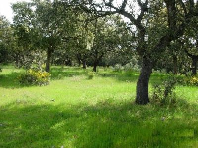 RUSTICA 3.5ha 36.000� RECREO- negocio EXTREMADURA