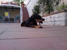 PINGU, X DE PINSCHER EN ADOPCION