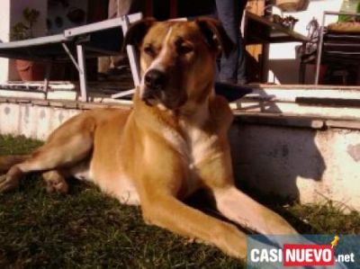 ACOGIDA URGENTE PARA TOM! HACE UN MES QUE EST� EN UNA JAULA