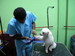 CURSO PELUQUERIA Y EDUCACION PERROS con pr�ctica,matr�cula GRATIS