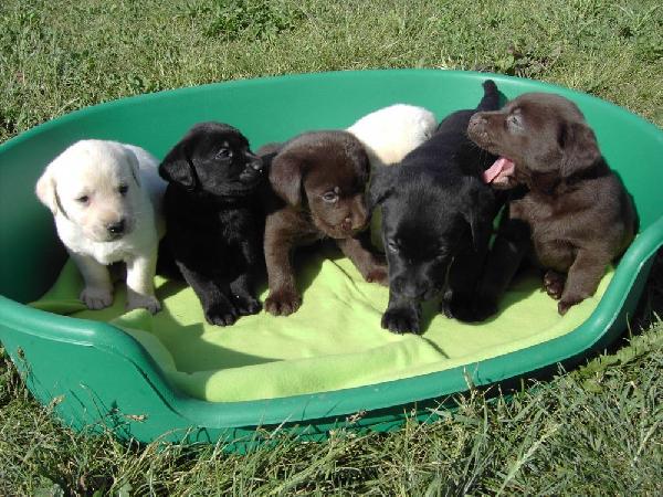 Cachorros labrador en todos los colores.