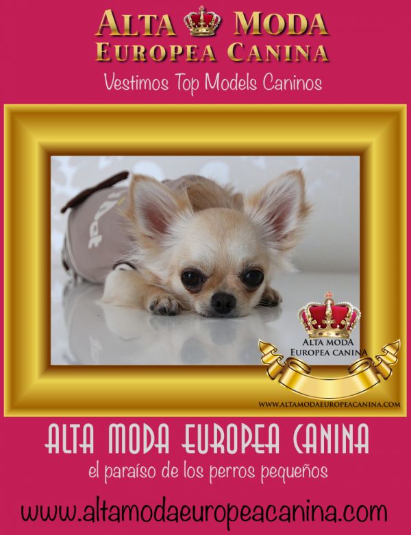 Ropa para Perros, Alta Moda Canina