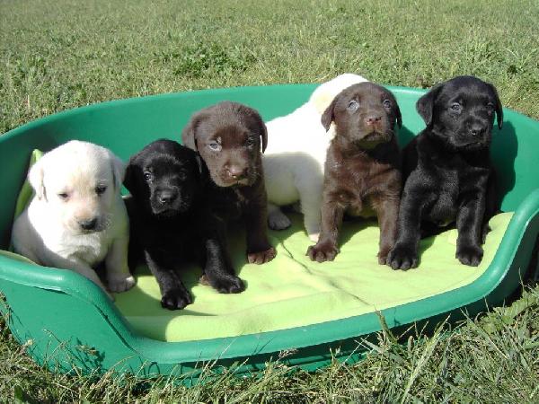 Cachorros labrador en todos los colores.