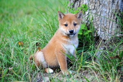 Afectuoso cachorros shiba inu para un Brena hogar